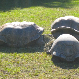 ALDABRA TORTOISES