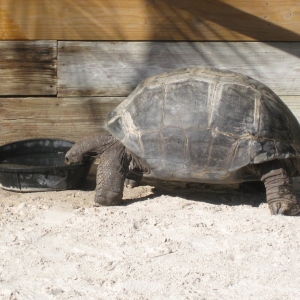 ALDABRA TORTOISES