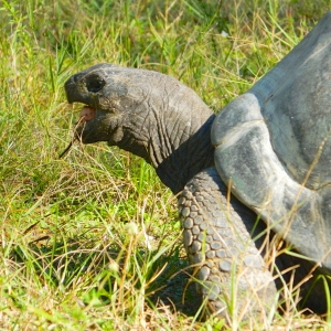 ALDABRA TORTOISES