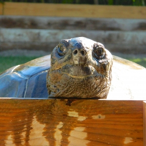 ALDABRA TORTOISES