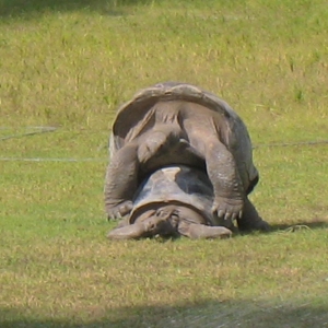 ALDABRA BREEDING PROGRAM