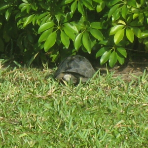 YEARLING ALDABRA TORTOISES // CB