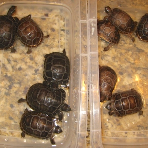 USA ALDABRA HATCHLINGS // CB