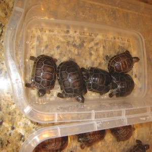 USA ALDABRA HATCHLINGS // CB