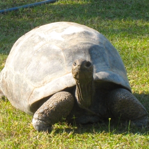 MATURE ALDABRA TORTOISES