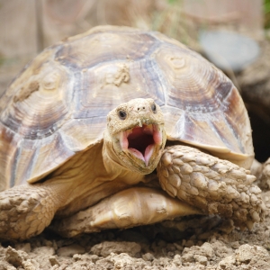 MONSTRO YAWN (time lapse) 23 months old!