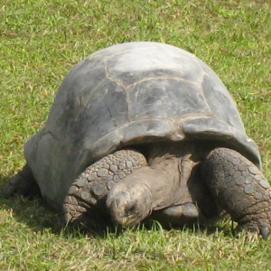 APRIL // SMALL MATURE FEMALE ALDABRA