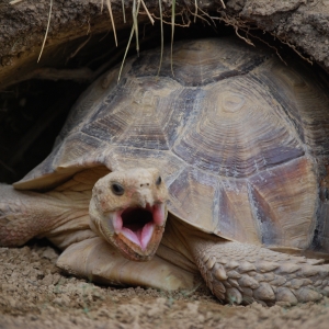 MONSTRO's FIRST time lapse yawn! 21 months old...