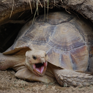 MONSTRO's FIRST time lapse yawn! 21 months old...