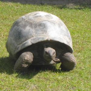 ALDABRA BREEDING PROGRAM