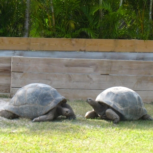 MATRUE ALDABRA TORTOISES