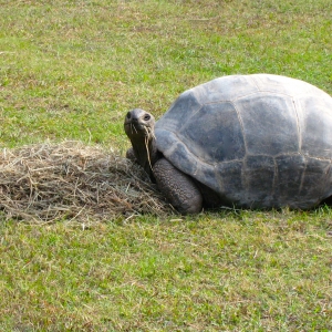 MATRUE ALDABRA TORTOISES