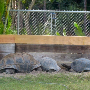 MATRUE ALDABRA TORTOISES