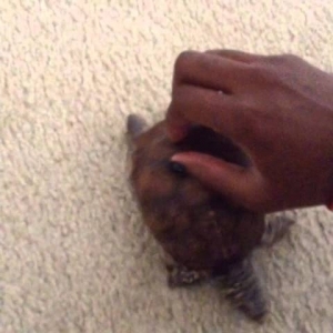 Turtle butt scratch - YouTube
