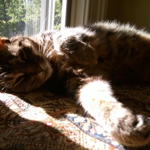 Kitty In The Sun