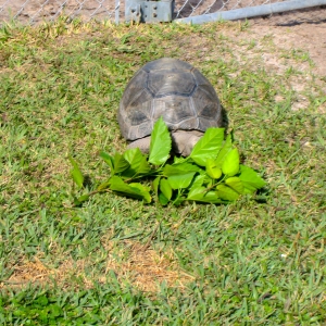 Hopi // six year old aldabra