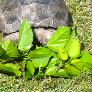 Hopi // six year old aldabra