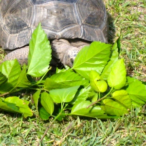 Hopi // six year old aldabra