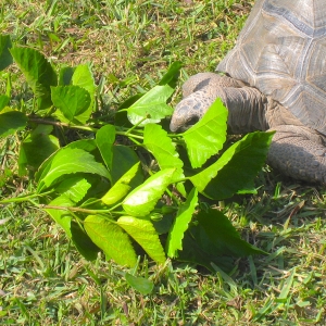 Hopi // six year old aldabra