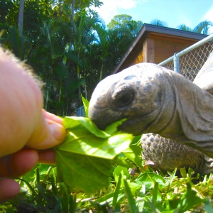 HOPI // SIX EYAR OLD ALDABRA