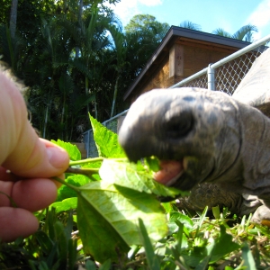 HOPI // SIX EYAR OLD ALDABRA