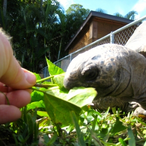 HOPI // SIX EYAR OLD ALDABRA