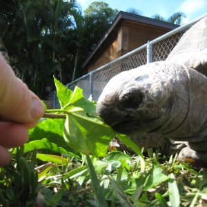 HOPI // SIX EYAR OLD ALDABRA