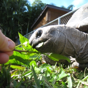 HOPI // SIX EYAR OLD ALDABRA