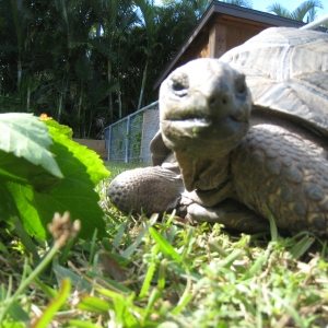 HOPI // SIX EYAR OLD ALDABRA