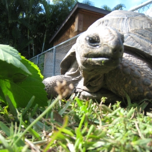 HOPI // SIX EYAR OLD ALDABRA