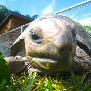 HOPI // SIX EYAR OLD ALDABRA