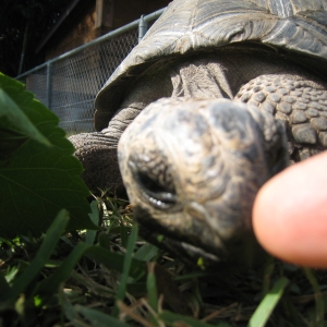 HOPI // SIX EYAR OLD ALDABRA