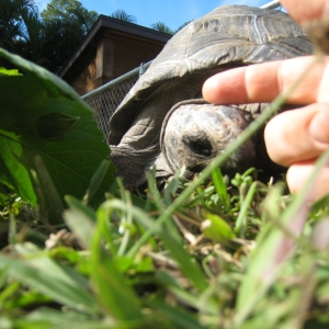 HOPI // SIX EYAR OLD ALDABRA