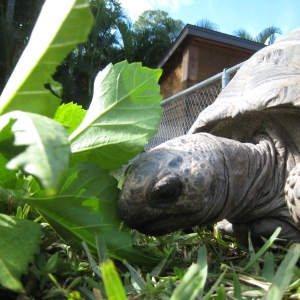 HOPI // SIX EYAR OLD ALDABRA