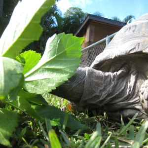 HOPI // SIX YEAR OLD ALDABRA