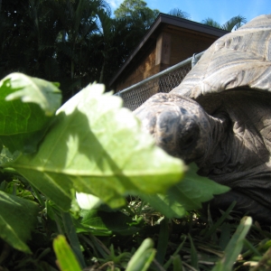 HOPI // SIX YEAR OLD ALDABRA