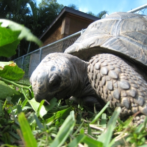 HOPI // SIX YEAR OLD ALDABRA