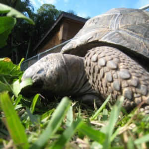 HOPI // SIX YEAR OLD ALDABRA