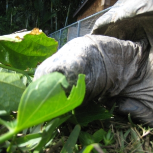 HOPI // SIX YEAR OLD ALDABRA