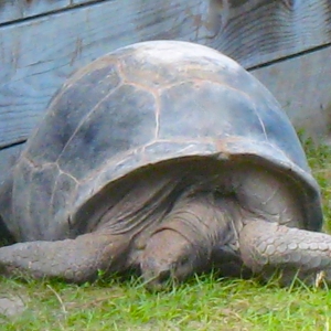 MISC. ALDABRA PICTURES // ALDABRAMAN