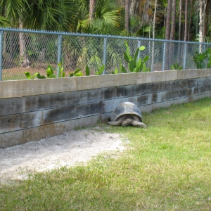 MISC. ALDABRA PICTURES // ALDABRAMAN