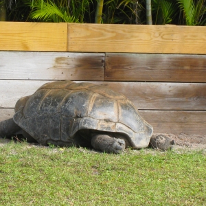 MISC. ALDABRA PICTURES // ALDABRAMAN