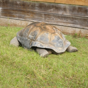 MISC. ALDABRA PICTURES // ALDABRAMAN