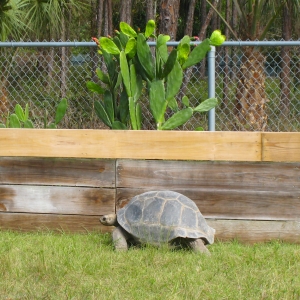 MISC. ALDABRA PICTURES // ALDABRAMAN