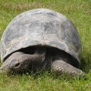 MISC. ALDABRA PICTURES // ALDABRAMAN