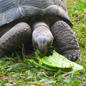 HOPI EATING CACTUS