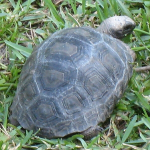 YEARLING ALDABRA TORTOISES // CB-USA