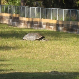 MISC. ALDABRA PICTURES // 11-20-2014