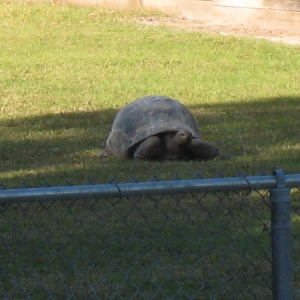 MISC. ALDABRA PICTURES // 11-20-2014