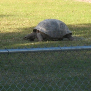 MISC. ALDABRA PICTURES // 11-20-2014